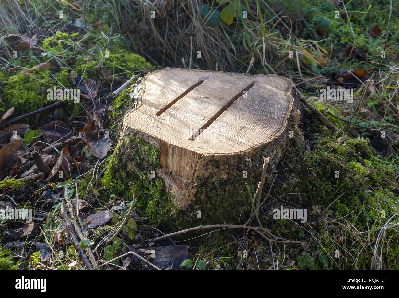 Two deep gashes cut into tree stump to prevent growth Stock Photo