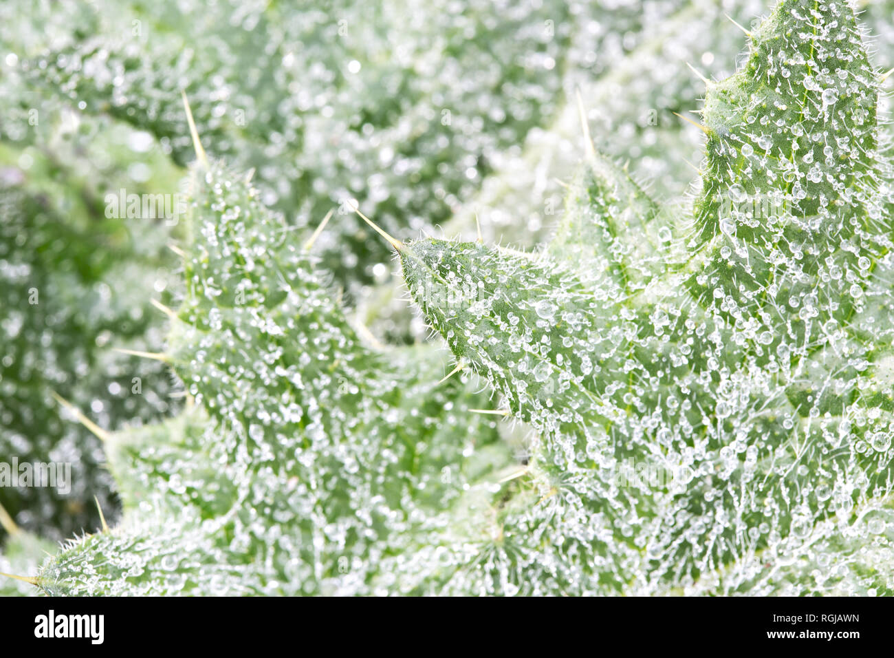 Nature Background. Background of dew drops on bright green herbage. Wallpaper Stock Photo