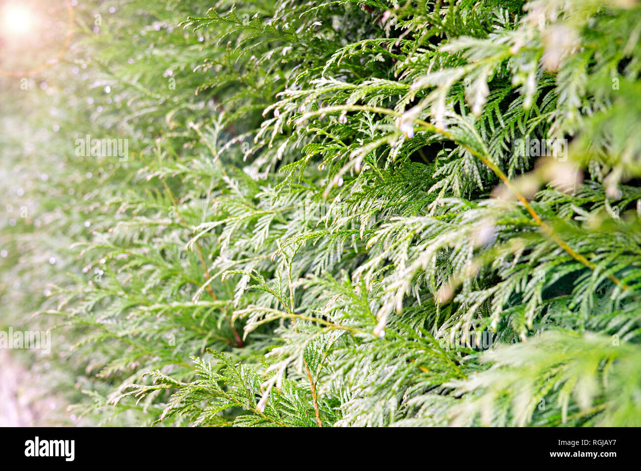 Green nature background. Green thuja with dew drops in the park.  lens flare and selective focus. Cupressaceae Stock Photo