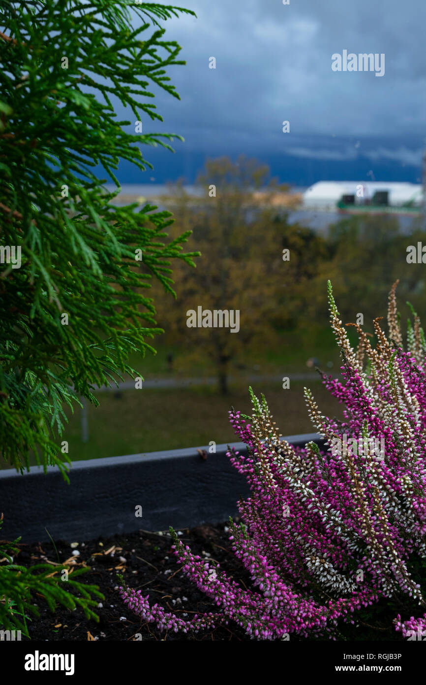 purple heather on pot. Heather flowers on window. Concept of the countryside view from window on park and port blurry background Stock Photo