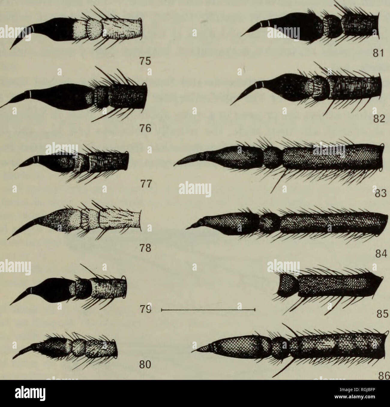 . Bulletin of the British Museum (Natural History) Entomology. THEREVINE STILETTO-FLIES OF THE ETHIOPIAN REGION 221 slightly curved and never forming an apical hook as in Schoutedenomyia. The ventral lobe is specialized in distincta (Text-fig. 133). The hypandrium (Text-fig. 113) is always small, free and situated between ventral bases of gonocoxites. The aedeagus is free, and is basically long and slender in shape, with the phallic part only slightly curved (sole exception: ostentata (Text- fig. 92)). The dorsal apodeme may be totally reduced as in distincta, but is usually 2 to 3 times as wi Stock Photo