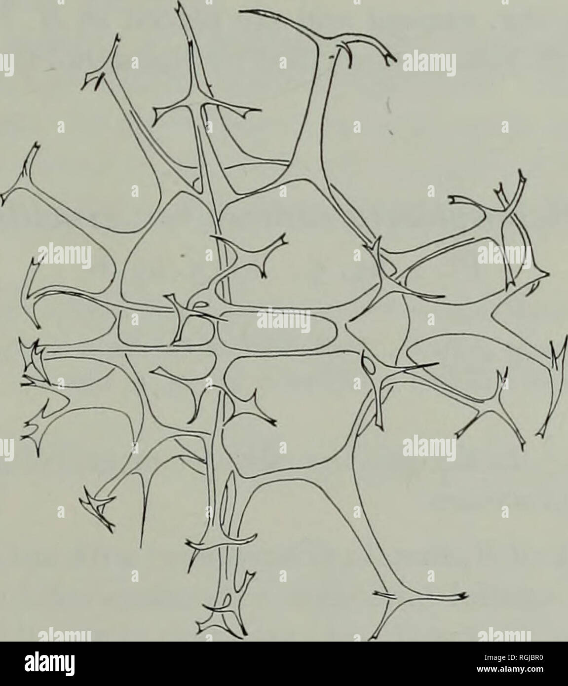 . Bulletin of the British Museum (Natural History) Geology Supplement. MESOZOIC AND CAINOZOIC DINOFLAGELLATE CYSTS 33 1838 1838 1854 1854 1932 1932 1935 1936 1937 1937 1937 1941 1947 1947 1952 1952 1964 Hystrichosphaera ramosa (Ehrenberg) var. ramosa nov. PI. 1, figs. 1, 6 ; PI. 3, fig. 1; Text-fig. 8 Xanthidium ramosum Ehrenberg, pi. i, figs, i, 2, 5. Xanthidium furcatum Ehrenberg, pi. 1, figs. 12, 14. Xanthidium ramosum Ehrenberg, pi. 7, figs. 9, 10. Xanthidium furcatum Ehrenberg, pi. 7, fig. 7. Hystrichosphaera furcata (Ehrenberg) O. Wetzel Hystrichosphaera ramosa (Ehrenberg) O. Wetzel Hyst Stock Photo