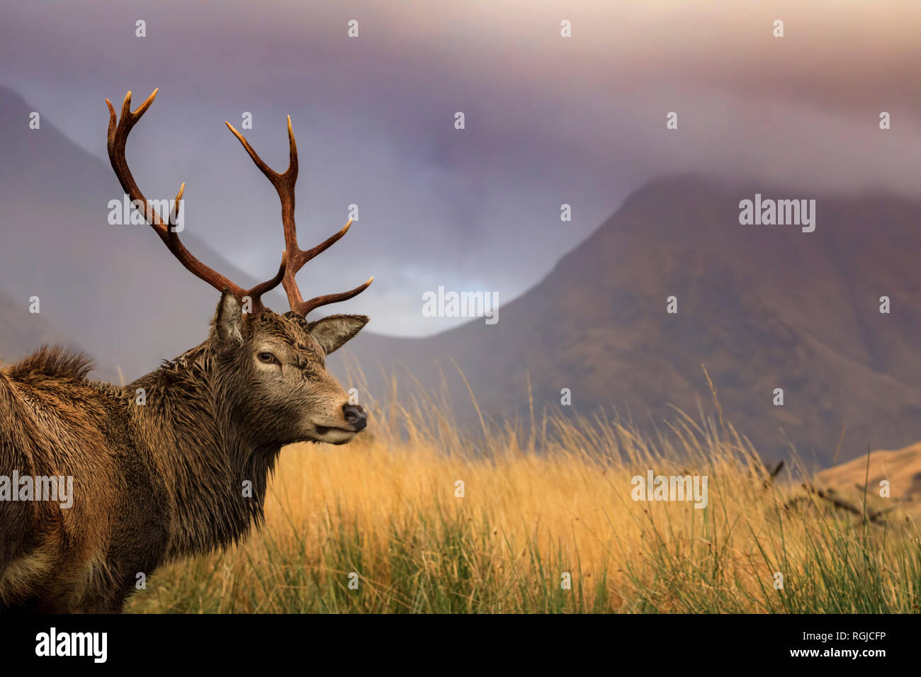 A red deer in Glen Etive, Scotland Stock Photo