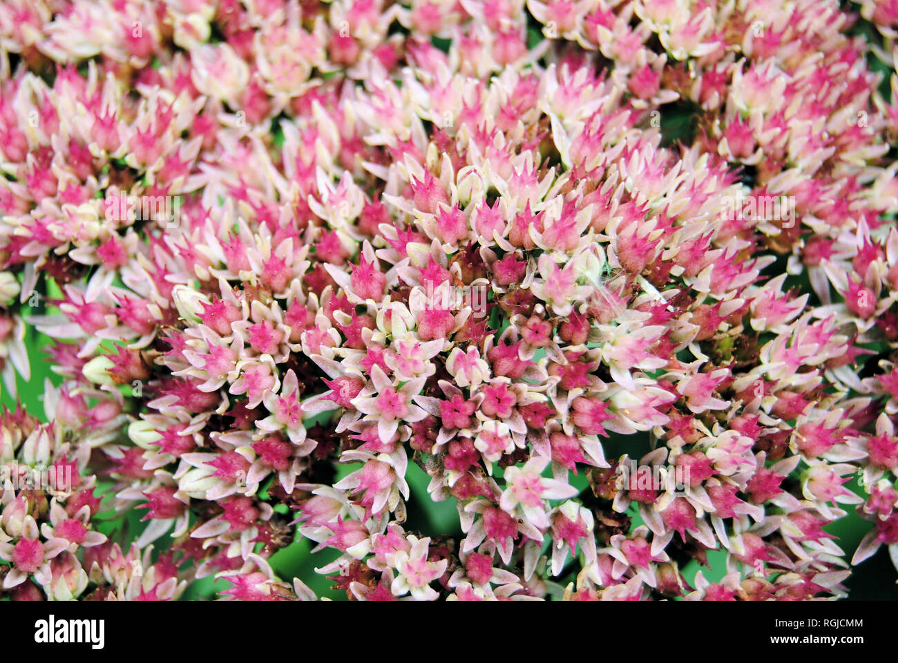 Closeup of small pink sedum (stonecrops) flowers, in the family of Crassulaceae and succulent plants, blooming in late summer of Quebec, Canada Stock Photo