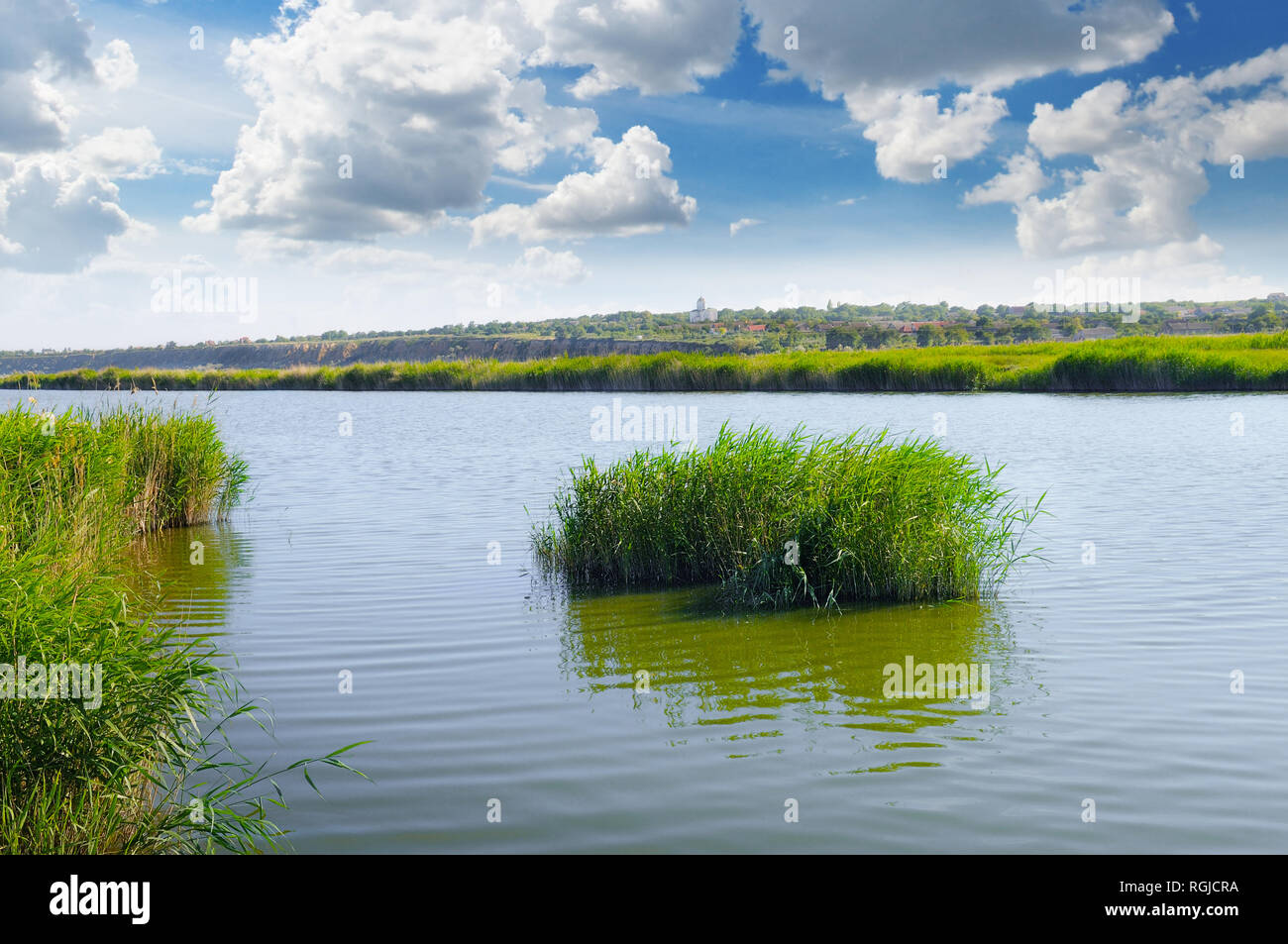 thickets of reeds on the lake Stock Photo Alamy