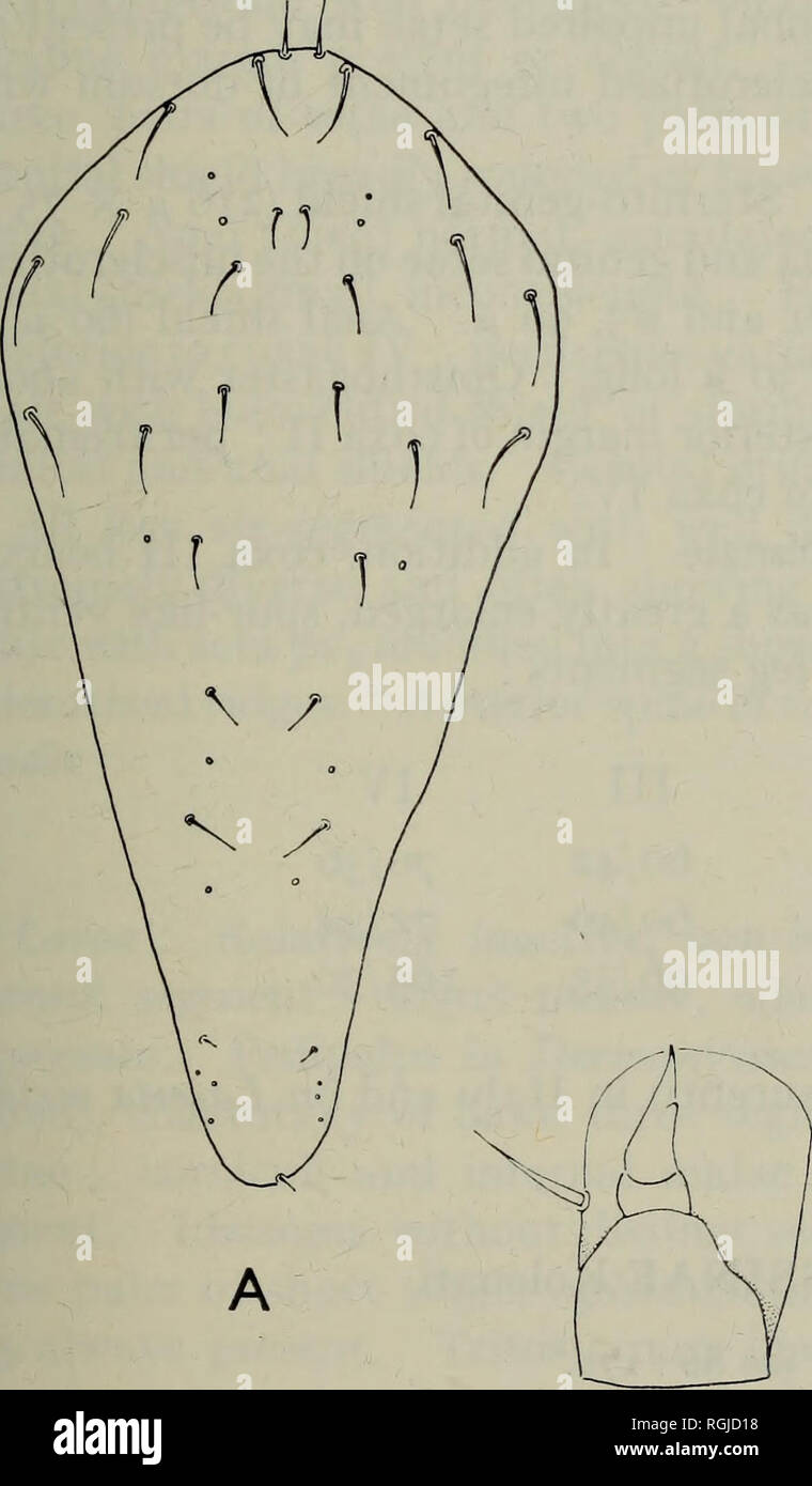 . Bulletin of the British Museum (Natural History) Zoology. THE BRITISH DERM AN YSSID AE (ACARI) 345 Ophionyssus lacertinus (Berlese) Leiognathus lacertinus Berlese, 1892, Acari, Myr. Scorp. Ital. fasc. 70, no. 3, figs. Female : Chelicera with segment I, 30 /x ; II, 180 /x ; movable digit 50 /x. Four pairs of gnathosomal setae with c.s. about 66 p apart, hyp.2 about 38 /x apart. Deutosternum with about seven denticles arranged in a single file. Corniculi membranous ; internal malae elongated. Pedipalp (2-5-6-13) with two-tined apotele ; palptrochanter with a very shallow, inconspicuous keel. D Stock Photo