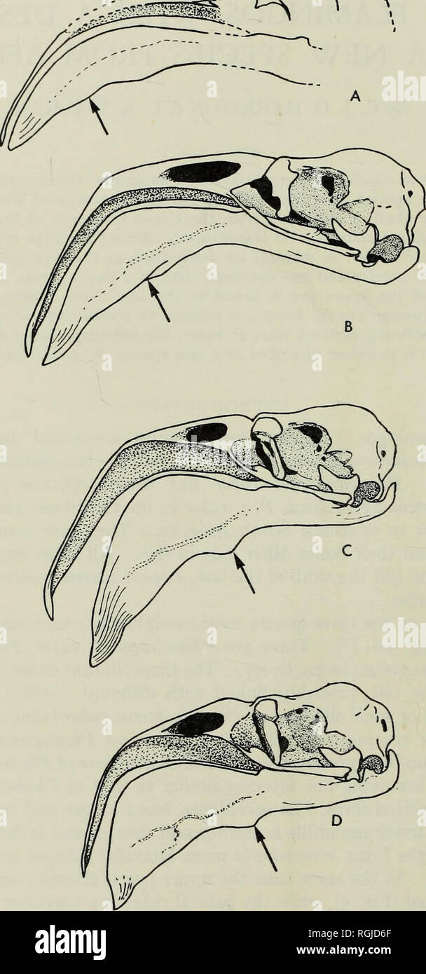 . Bulletin of the British Museum (Natural History), Geology. 3o6 ...