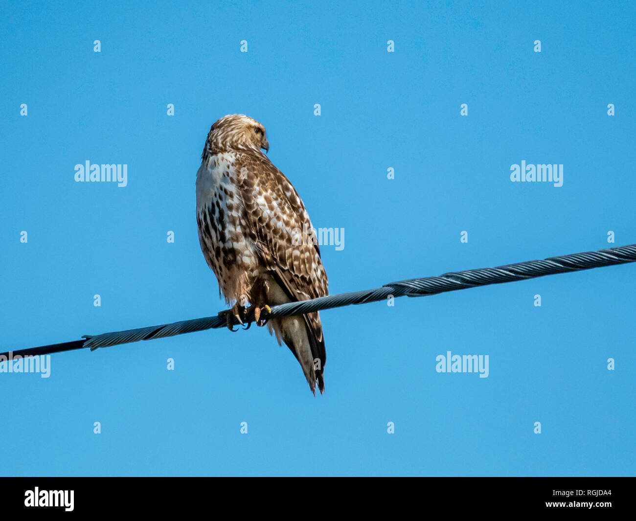 Red tailed hawk talons hi-res stock photography and images - Alamy