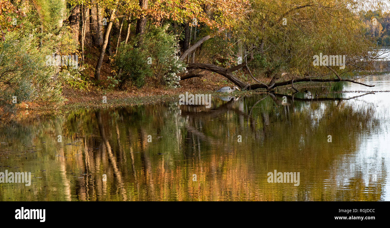 A blue heron crouched on a lake shoreline in the fall. Stock Photo