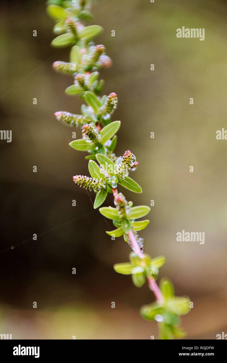 Closeup of a branch with green and pink tiny leaves and buds in bloom, in spring, with water droplets in bright day light Stock Photo