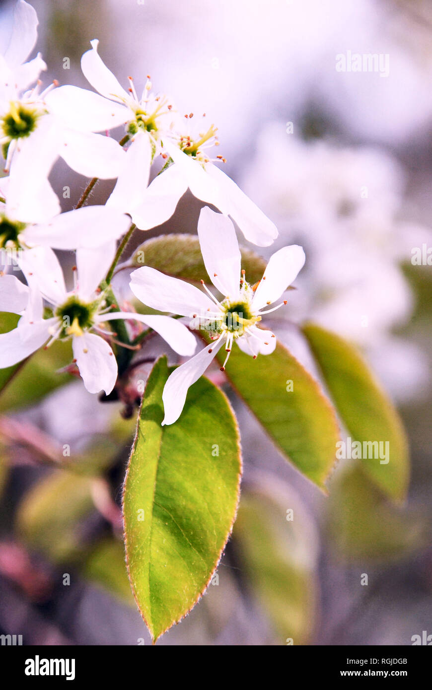 Closeup of a cluster of star-shaped white flowers in bloom, in spring, Quebec, Canada Stock Photo