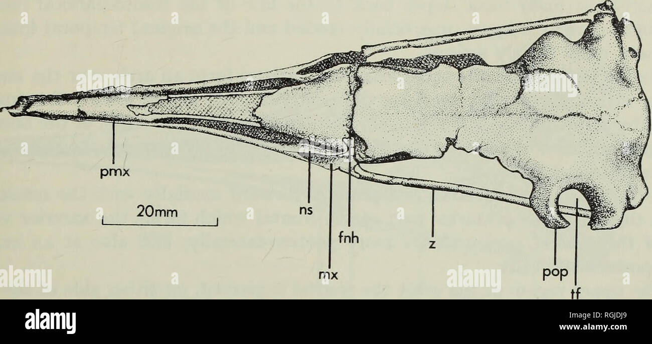 Bulletin of the British Museum (Natural History), Geology. PROPHAETHON  SHRUBSOLEI. Fig. I. Dorsal view of skull, x i. Abbreviations : boc,  basioccipital condyle ; bps, basi- parasphenoid ; dps, gland depression, ?