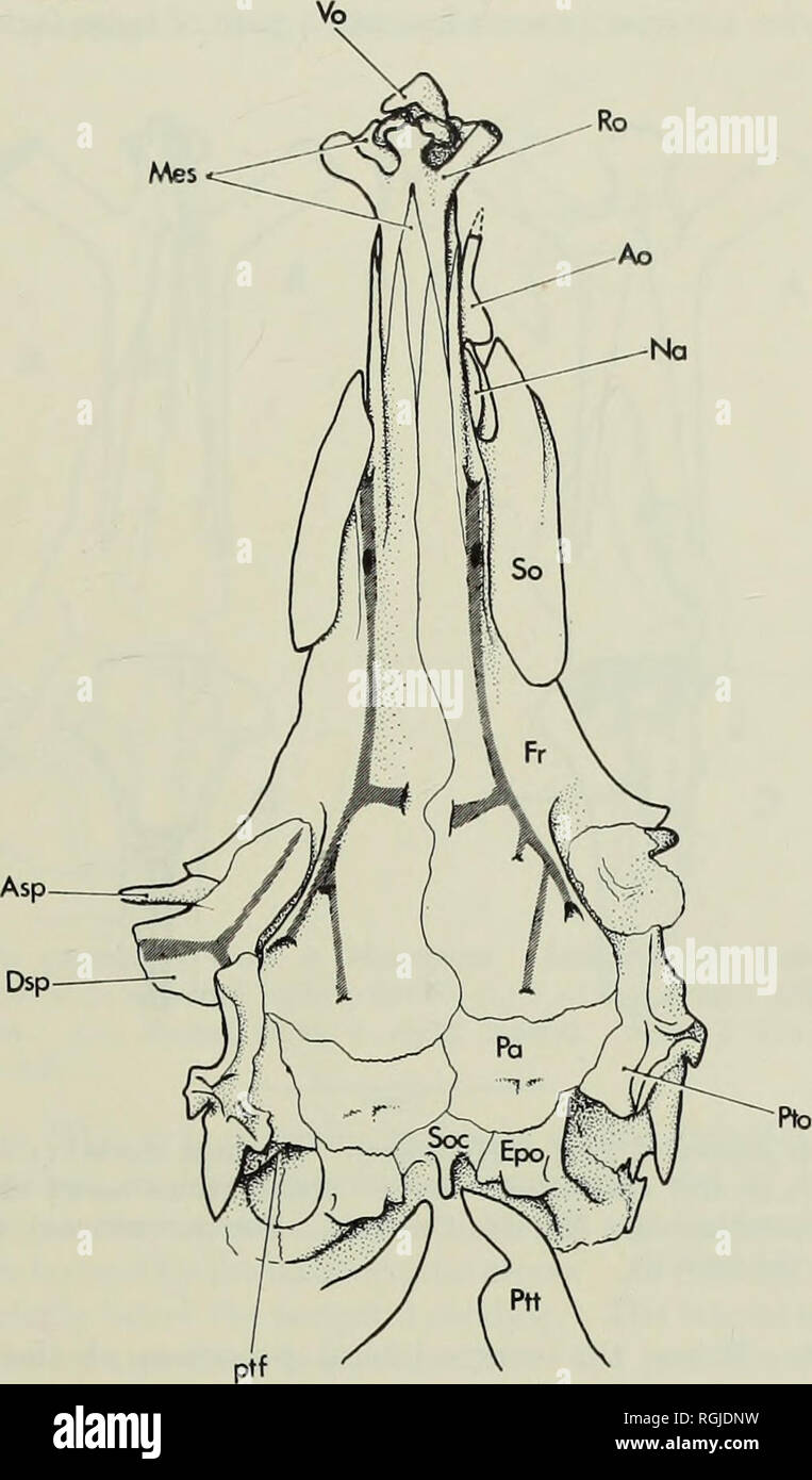 . Bulletin of the British Museum (Natural History), Geology. FISHES FROM THE LEBANON 213 epiphyseal branch. Anteriorly the canal left the frontal above the front of the orbit and passed to the nasal (Na, Figs, i, 6), a small, trough-like bone. The long, slender ethmoid region is occupied by the endochondral and perichondral mesethmoid and lateral ethmoids, and the dermal rostral (the homologies of the mesethmoid and rostral are discussed on p. 264). The rostral (Ro ; Figs, i, 2, 5) is a. 3 mm Fig. I. Gaudryella gaudvyi (Pictet &amp; Humbert). Skull roof as preserved in P.51244, Hajula, Lebanon Stock Photo