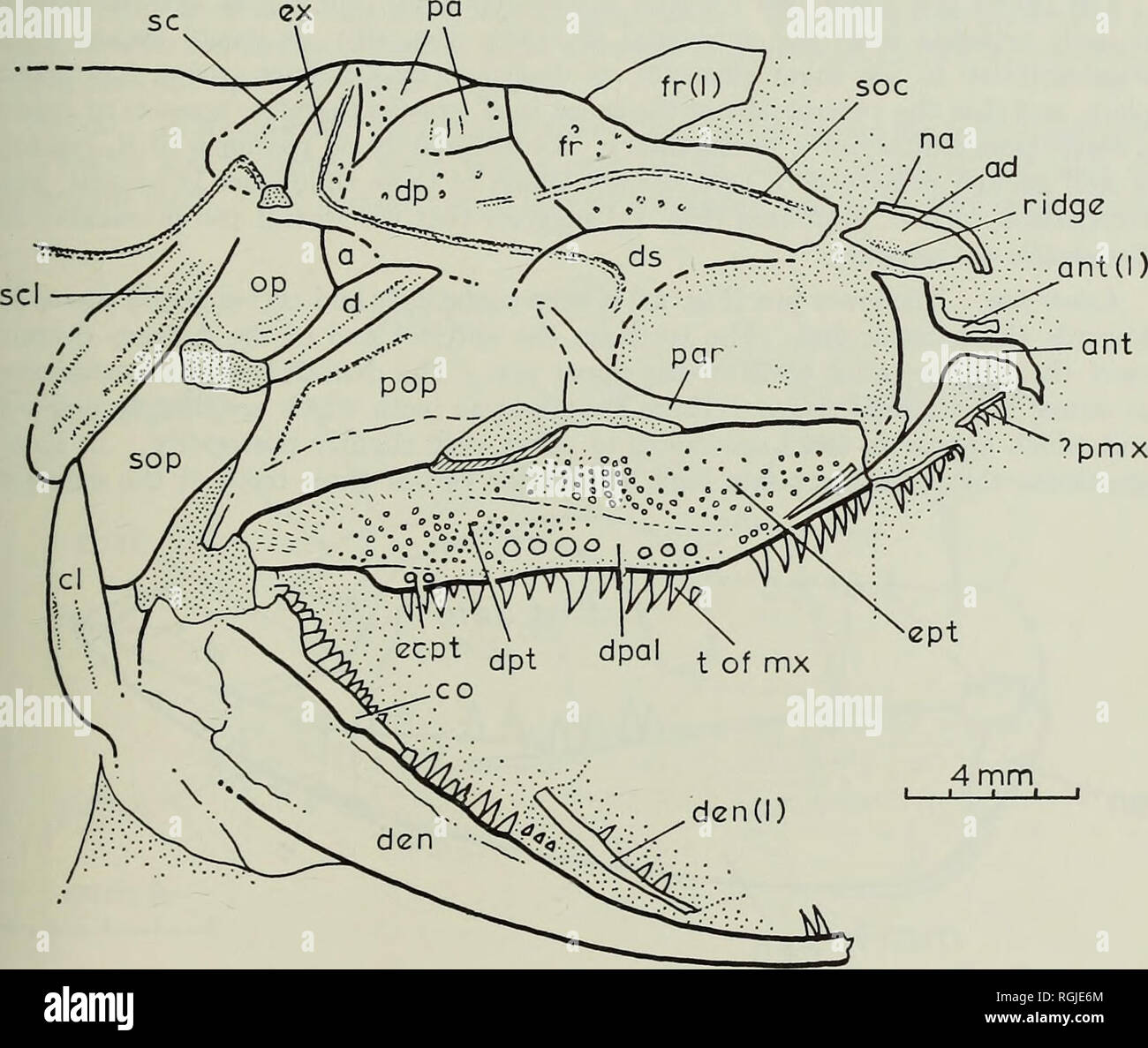 . Bulletin of the British Museum (Natural History), Geology. FISHES OF THE TRIASSIC 255 bears a similar series of concentric ridges. The anterior edge of the subopercular Ues at about 65 ° to the ventral margin of the maxilla. There is a single triangular branchiostegal element which is half as long as the supobercular. Together, the opercular bones form a shallow crescent. Anterior to the opercular there is an antopercular and a dermohyal. The dermo- hyal is wedge-shaped and extends along the whole anterior edge of the opercular. It bears elongate rugae which run parallel to its long axis (P. Stock Photo