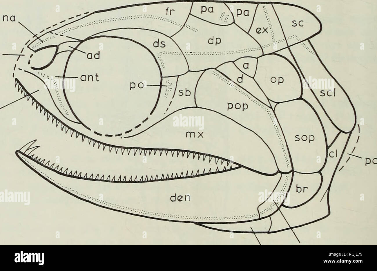 . Bulletin of the British Museum (Natural History), Geology. 254 ...