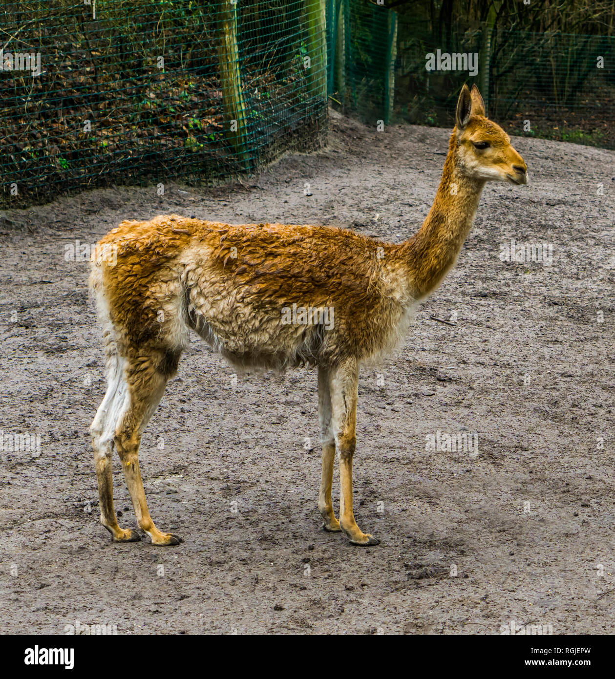 Guanacos vicuna hi-res stock photography and images - Alamy