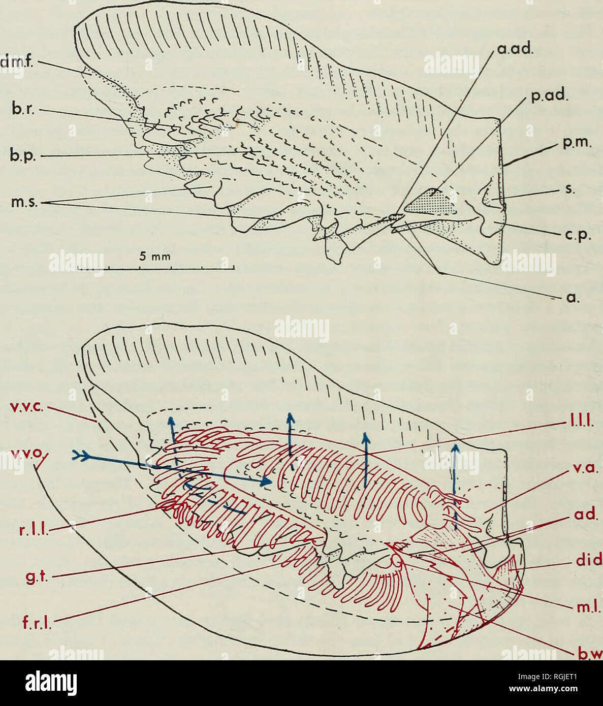 Dorso lateral fold hi-res stock photography and images - Alamy