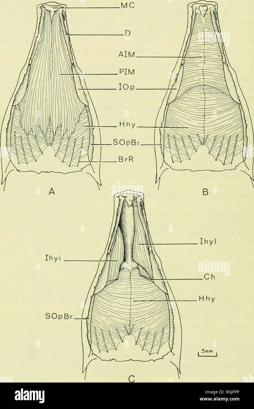 . Bulletin of the British Museum (Natural History). 24 p. H. GREENWOOD. Fig. io. Mormyrus kannume: ventral hyoid muscles. A. After removal of the skin. B. Posterior intermandibularis removed. C. Anterior intermandibularis removed; right lateral division of the interhyoideus muscle removed.. Please note that these images are extracted from scanned page images that may have been digitally enhanced for readability - coloration and appearance of these illustrations may not perfectly resemble the original work.. British Museum (Natural History). London : BM(NH) Stock Photo