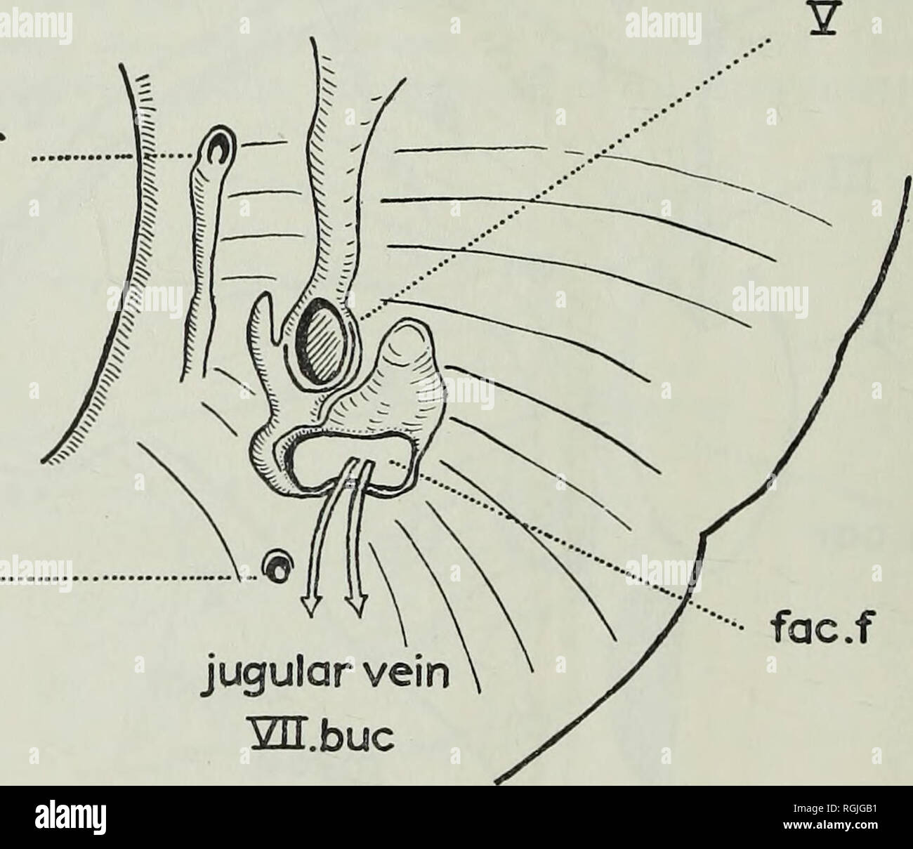 . Bulletin of the British Museum (Natural History), Geology. 304 REVISION OF ACTINOPTERYGIAN AND COELACANTH FISHES All the foramina in the orbital surface are well defined and clearly recognizable. Immediately above the facial foramen, and partially let back into the roof of it so that it appears in a recess, is a larger foramen. From this issued the main branches (mandibular and maxillary) of the trigeminus. From the facial recess a groove ascends, finishing in a downwardly directed foramen. This appears to be vascular and served for the passage of a branch of the jugular vein into the neuroc Stock Photo