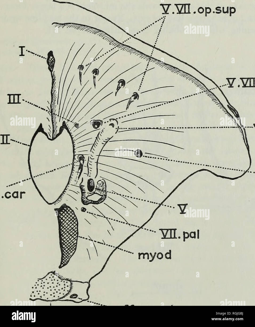 . Bulletin of the British Museum (Natural History), Geology. REVISION OF ACTINOPTERYGIAN AND COELACANTH FISHES 303 the surface of the prootic and the lateral occipital and was most probably for the reception of the jugular vein. The autosphenotic is small in this species and again the suture line on the optic surface is indistinguishable. There is a small somewhat rounded basipterygoid process.. W.op.sup vas YR.ot int.car psfch &quot;'•eff.ps.art 5mm h H Fig. 40. Dapedium sp. Neurocranium as if cut vertically just anterior to the optic foramen, showing the left orbital surface. From B.M.N.H. P Stock Photo