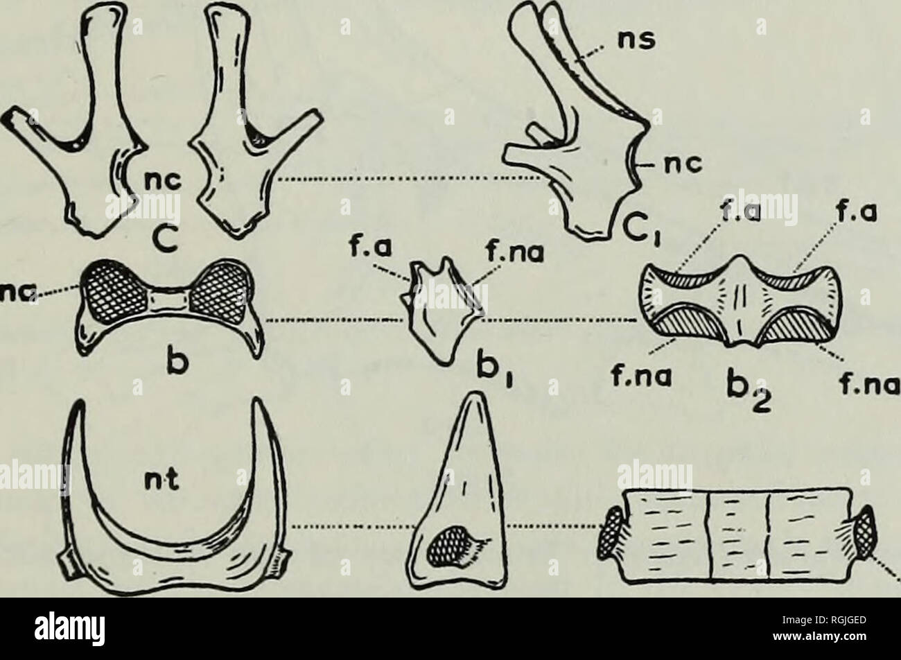 Bulletin of the British Museum (Natural History), Geology. f.a 10 mm Fig.  32. Caturus chirotes (Agassiz). Ceratohyal and hypohyal of the left side.  From G.S. 601246.. f.na Fig. 33. Caturus chirotes (