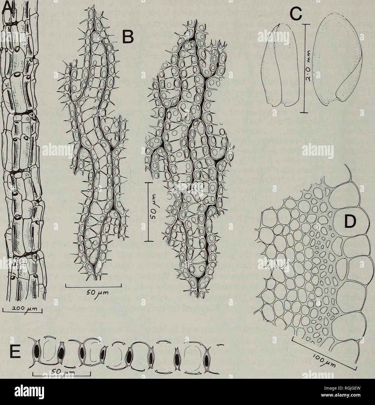 . Bulletin of the British Museum (Natural History) Botany. 114 ALAN EDDY. Fig. 20 Sphagnum africanum Welw. &amp; Duby. A, branch cortex; B, adaxial (left) and abaxial (right) surfaces of branch leaf; C, branch leaves; D, transverse section of stem; E, transverse section of leaf (all drawn from the type). not at all dimorphic. Stems generally rather weak, 0-3-0-6 mm diameter. Cortex mainly 1-layered but with a marked tendency towards local duplication and up to 50 per cent 2-layered, exposed cell walls without pores. Internal cylinder varying from pale yellow-brown to deep red-brown. Branch cor Stock Photo