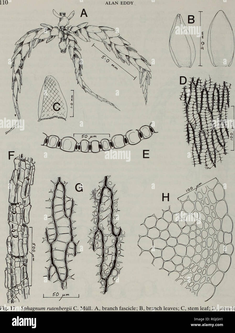 . Bulletin of the British Museum (Natural History) Botany. ALAN EDDY. Sphagnum rutenbergii C. Mull. A, branch fascicle; B, branch leaves; C, stem leaf; D, stem-leaf areolation; E, transverse section of leaf; F, branch cortex; G, adaxial (left) and abaxial (right) surfaces of branch leaf; H, transverse section of stem (all drawn from the type collection of 5. obovatum). frequently with faint pores or thinnings; internal cylinder rather well developed, pale except for a narrow band adjacent to the hyaloderm which is usually a rich red-brown. Branch cortex weakly to moderately dimorphic, retort c Stock Photo