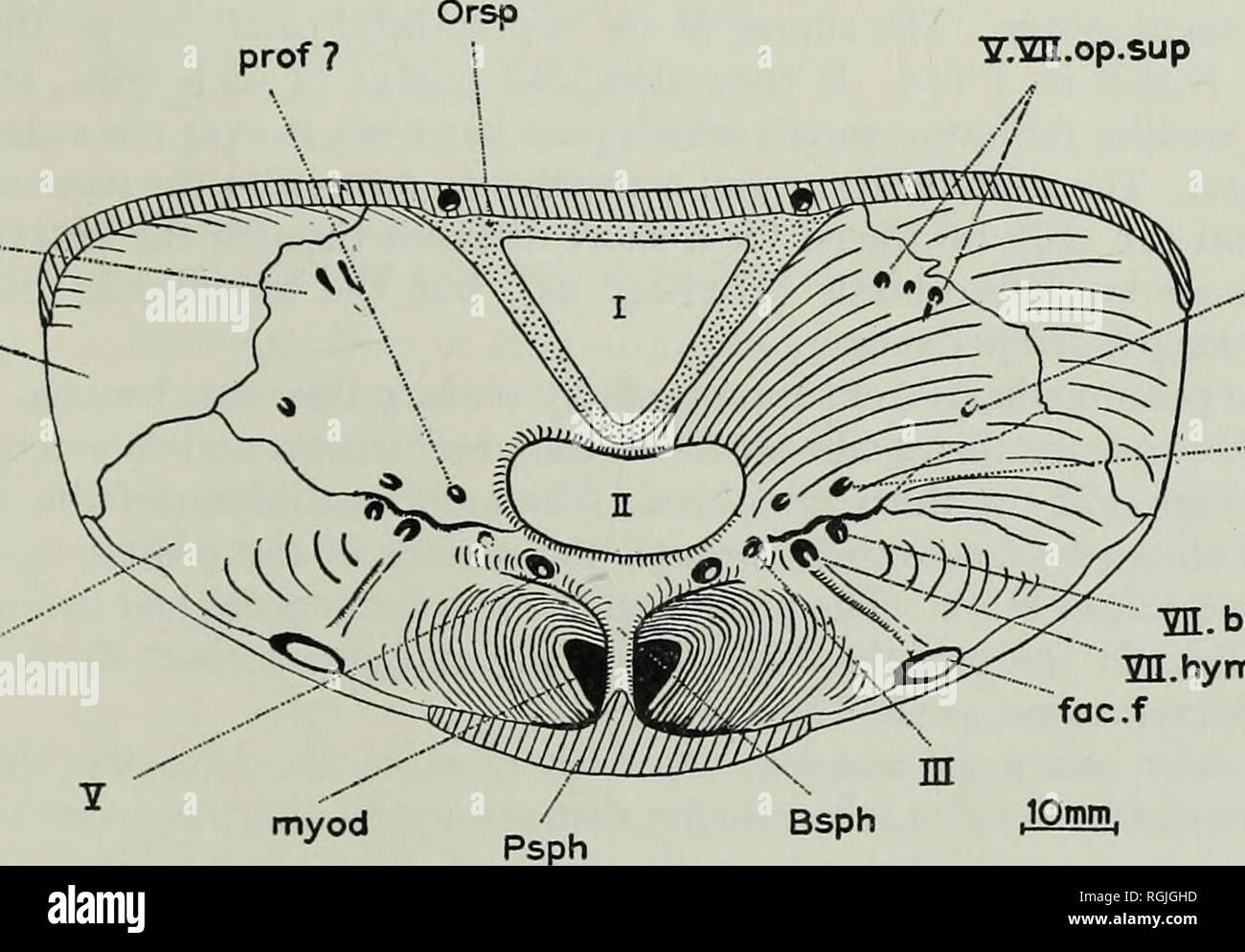 Optic foramen hires stock photography and images Alamy