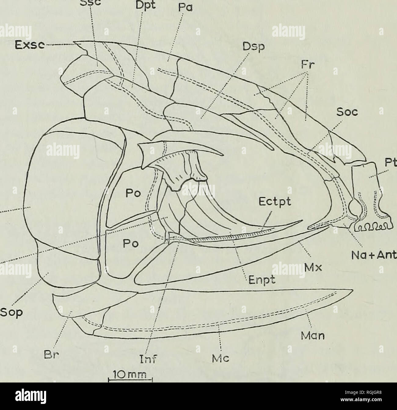 . Bulletin of the British Museum (Natural History), Geology. 266 ...