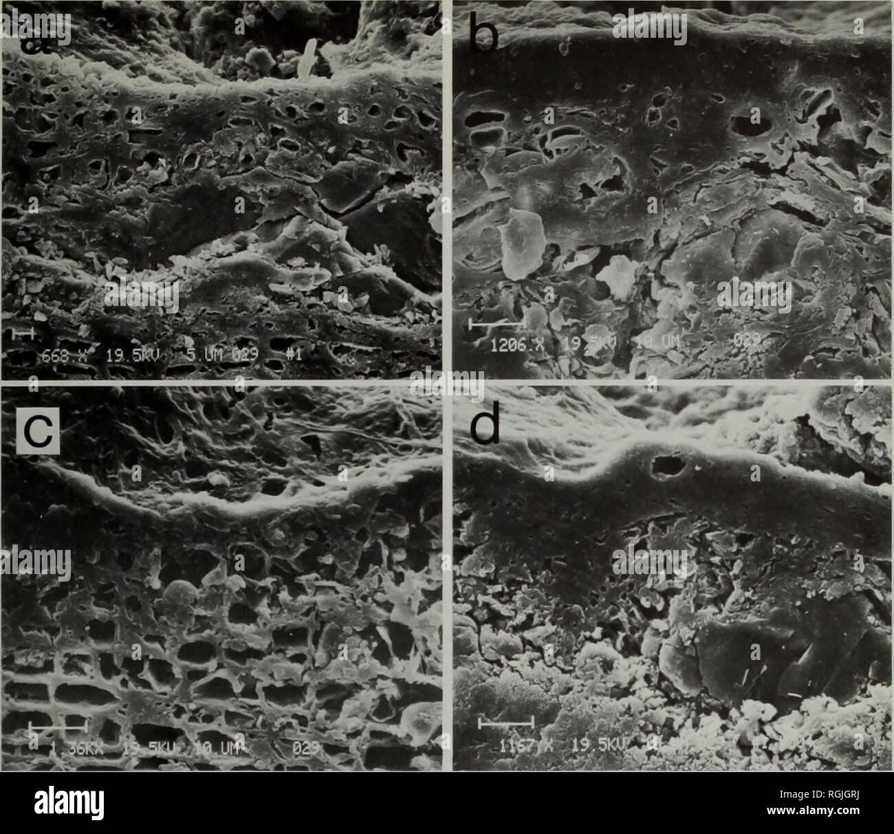 . Bulletin of the British Museum (Natural History) Botany. THELOTREMATACEAE IN SRI LANKA 235. Fig. 3 Cortical structure of the Thelotremataceae viewed with a scanning electron microscope, (a) Loosely organized cellular cortex of Thelotrema imperfectum (Hale 46 338). (b) Dense cellular cortex of Myriotrema album (Hale 4 171). (c) Loosely organized, irregularly pored cortex of Ocellularia chonestoma (Hale 46 344). (d) Dense cellular cortex of O. crassa with large crystal inclusions (Hale 51 210). discovered these peculiar hyphae in some West Indian species (Hale, 1974a: 5, Fig. 3), using the sca Stock Photo