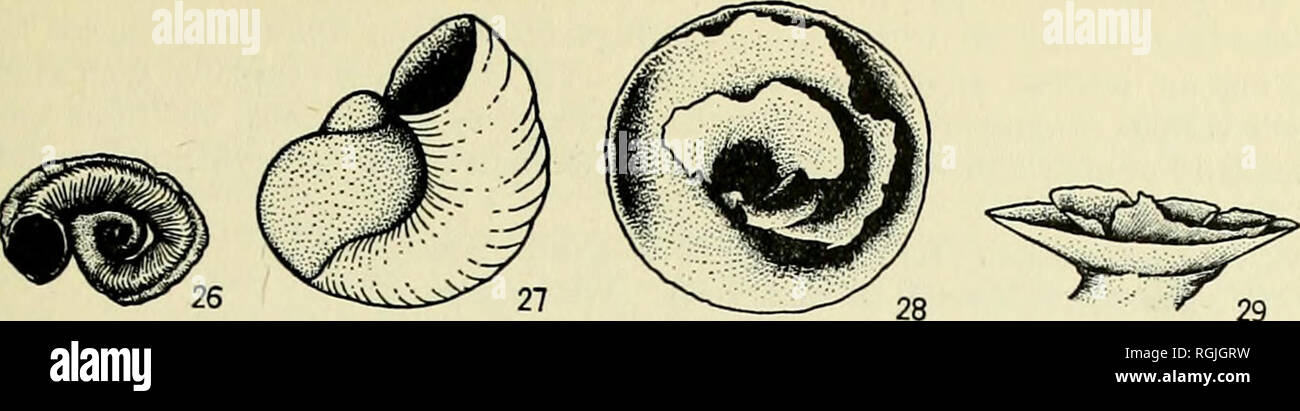 . Bulletin of the British Museum (Natural History). RECLASSIFICATION OF THE GASTROPOD FAMILY VERMETIDAE 199. Fig. 26. Dendropoma lituella, sketch of lectotype, to illustrate manner of coiling California, x 3. B.M. (N.H.) Reg. No. 195917. Fig. 27. D. lituella, nuclear whorls. Stanford Univ. collection, southern California X25. Fig. 28. Same, operculum, full view of a specimen with the membranous laminar surface exceptionally well preserved, x 10. Fig. 29. Side view of same specimen. Assignable species : D. {D.) andamanicum (Prashad &amp; Rao, 1933) [Vermetus]. Indian Ocean. D. (D.) corrodens (O Stock Photo