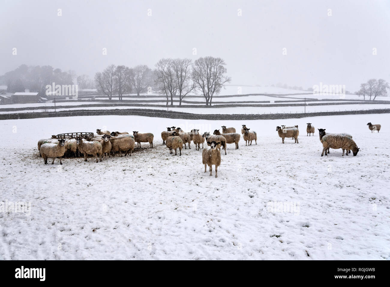 Swaledale sheep feed in a snowstorm, Austwick, Yorkshire Dales National Park, UK Stock Photo