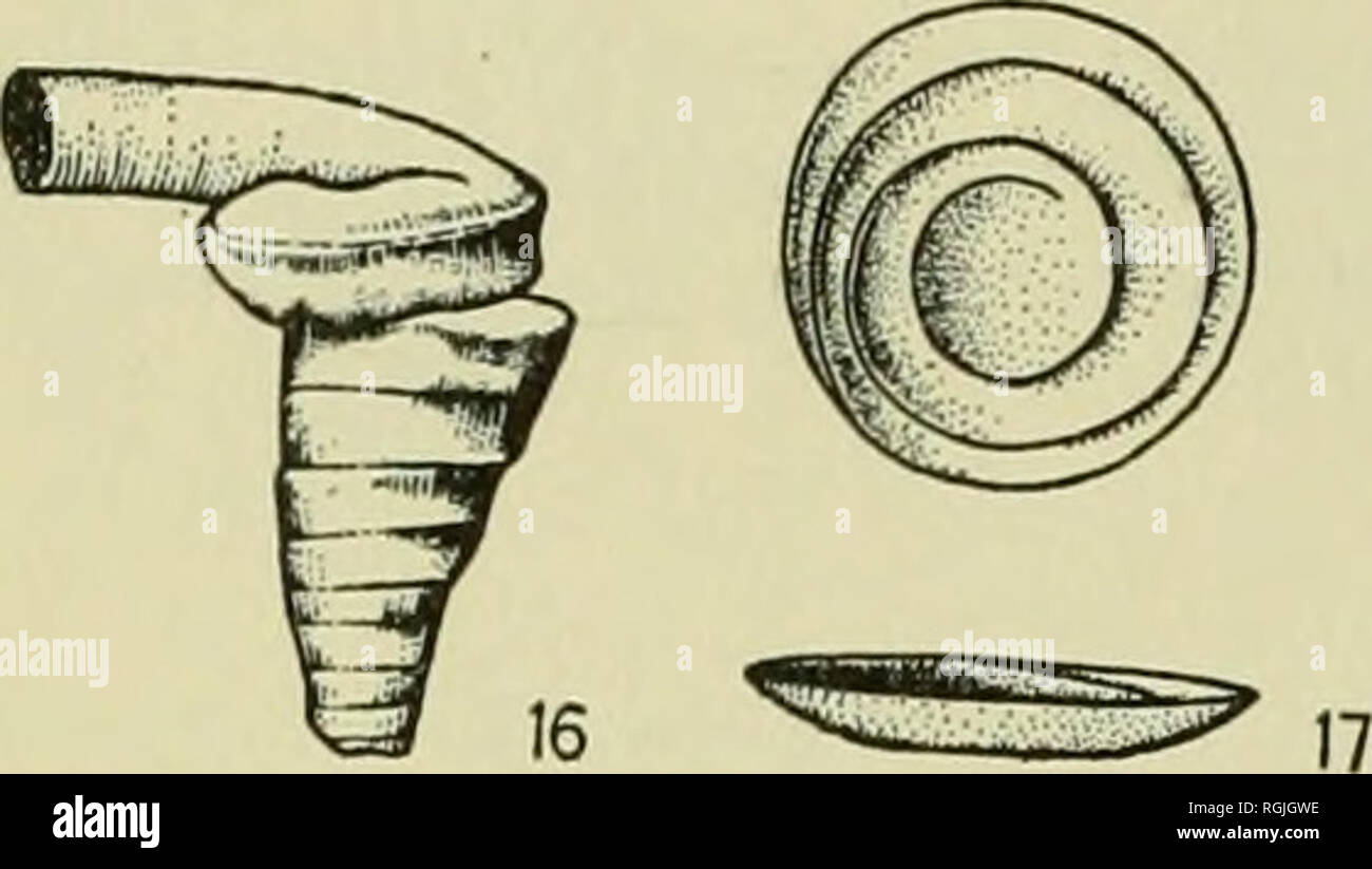 . Bulletin of the British Museum (Natural History). ir)6 ...