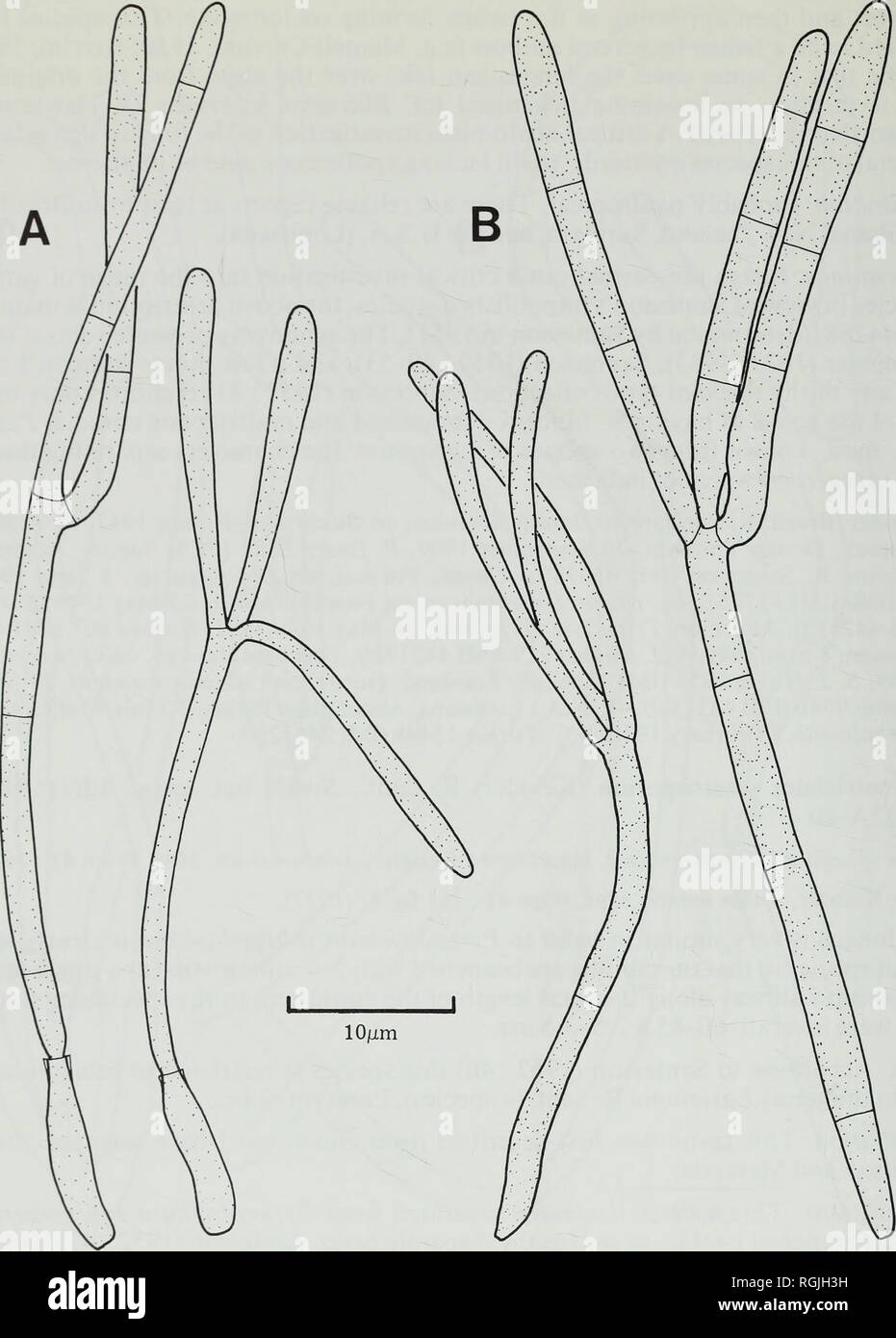 . Bulletin of the British Museum (Natural History). Botany; Botany. 64 D. L. HAWKSWORTH. Fig. 32 Pyrenotrichum staurosporum (IMI 4440d). A, Conidiogenous cells and developing conidia. B, Conidia. Specimens: Ghana: Aburi, on Landolphia owariensis, 24 May 1949, S. J. Hughes 791 (IMI 4440d).—Malaysia: Cameron Highlands, on Lasioloma arachnoideum on Xanthophvllum affina, 6 September 1953, W. J. Cherwick [A. Johnston no. 1113] (IMI 54915/-;?!). XIX. VOUAUXIELLA Petrak &amp; H. Sydow Beik Repert. now Spec. Regni vegAl: 482 (1927). Alysia Cavalc. &amp; Silva, Publcoes Inst. Micol. Recife 647 : 32 ( Stock Photo