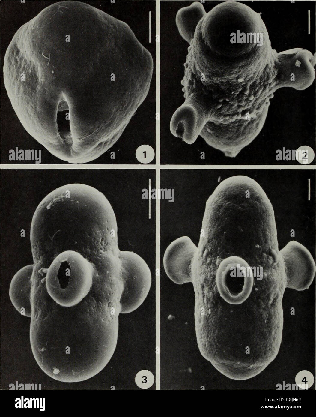 . Bulletin of the British Museum (Natural History) Botany. M. J. CANNON &amp; J. F. M. CANNON. Fig. 1 Scanning electron micrographs of pollen types. Scale lines 20 [lm. 1. Acanthocalyx-type, A. nepalensis (Polunin, Sykes &amp; Williams 4536), slightly oblique equatorial view showing a colpate ectoaperture. 2. Morma-type, M. persica (Davis, Dodds &amp; Cetik 19068), slightly oblique polar view showing verrucate ornamentation at equator. 3. Cryptothladia-type, C. chinensis (Licent 4548), equatorial view showing domed apertural protru- sions. 4. Mon«a-type, M. coulteriana (Vassiljeva 5487), equat Stock Photo