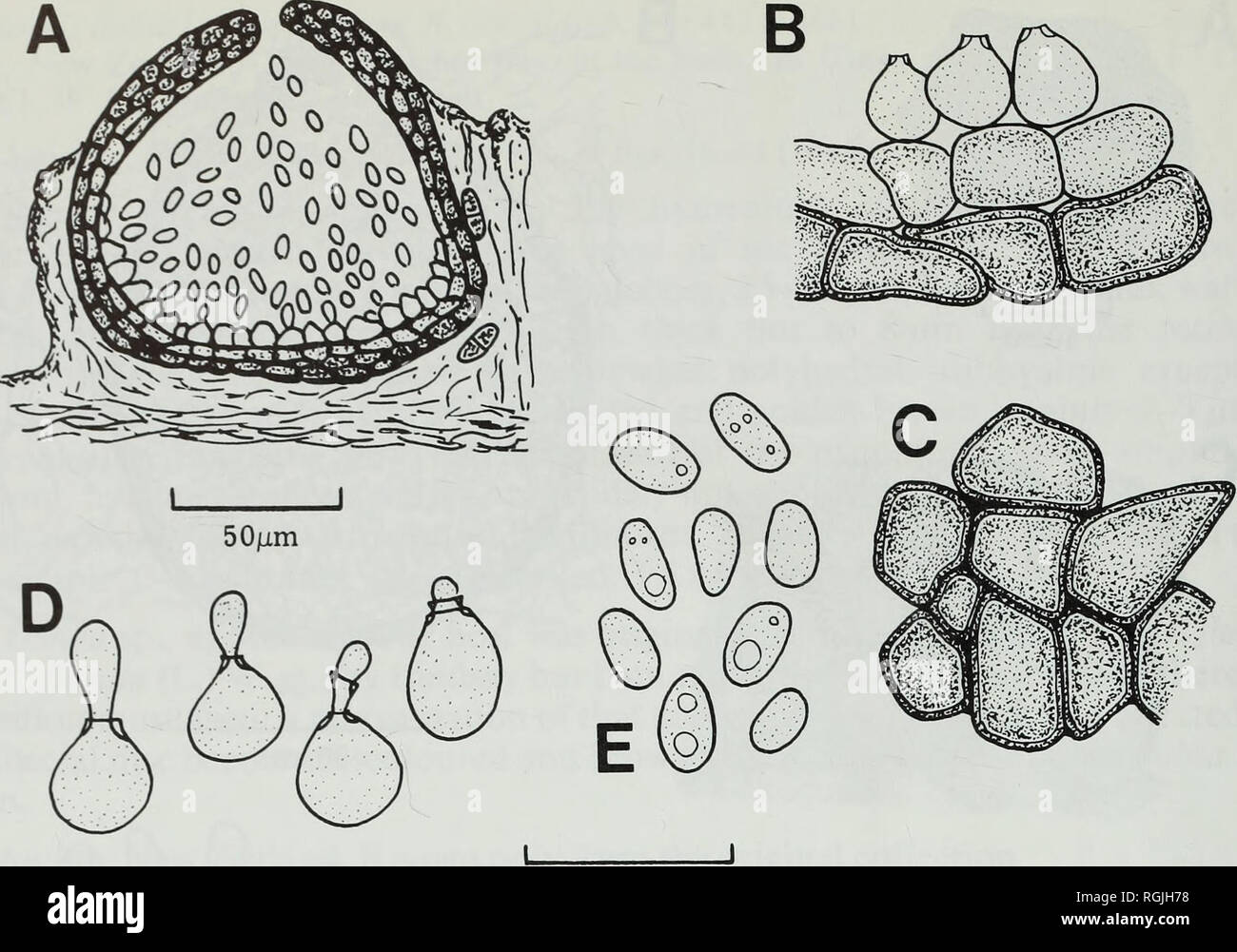 . Bulletin of the British Museum (Natural History). Botany; Botany. 56 D. L. HAWKSWORTH. 10/im Fig. 28 Phoma physciicola (W 1910/609—holotype). A, Vertical section of pycnidium. B, Conidiogenous cells and pycnidial wall. C, Surface view of pycnidial wall. D, Conidi- genous cells. E, Conidia. 5. Phoma physciicola Keissler, Hedwigia 50 : 294 (1911). (Fig. 28A-E) Type: Austria, Steiermark, Gams bei Hieflau, on Phvscia aipolia, June 1910, K. von Keissler (W 1910/609—holotype!). Icones: Keissler, Hedwigia 50:295 fig. la-c (1911).—Keissler, Rabenh. Krvpt.-Fl. 8:539 figs. 102-103(1930). Conidiomata p Stock Photo