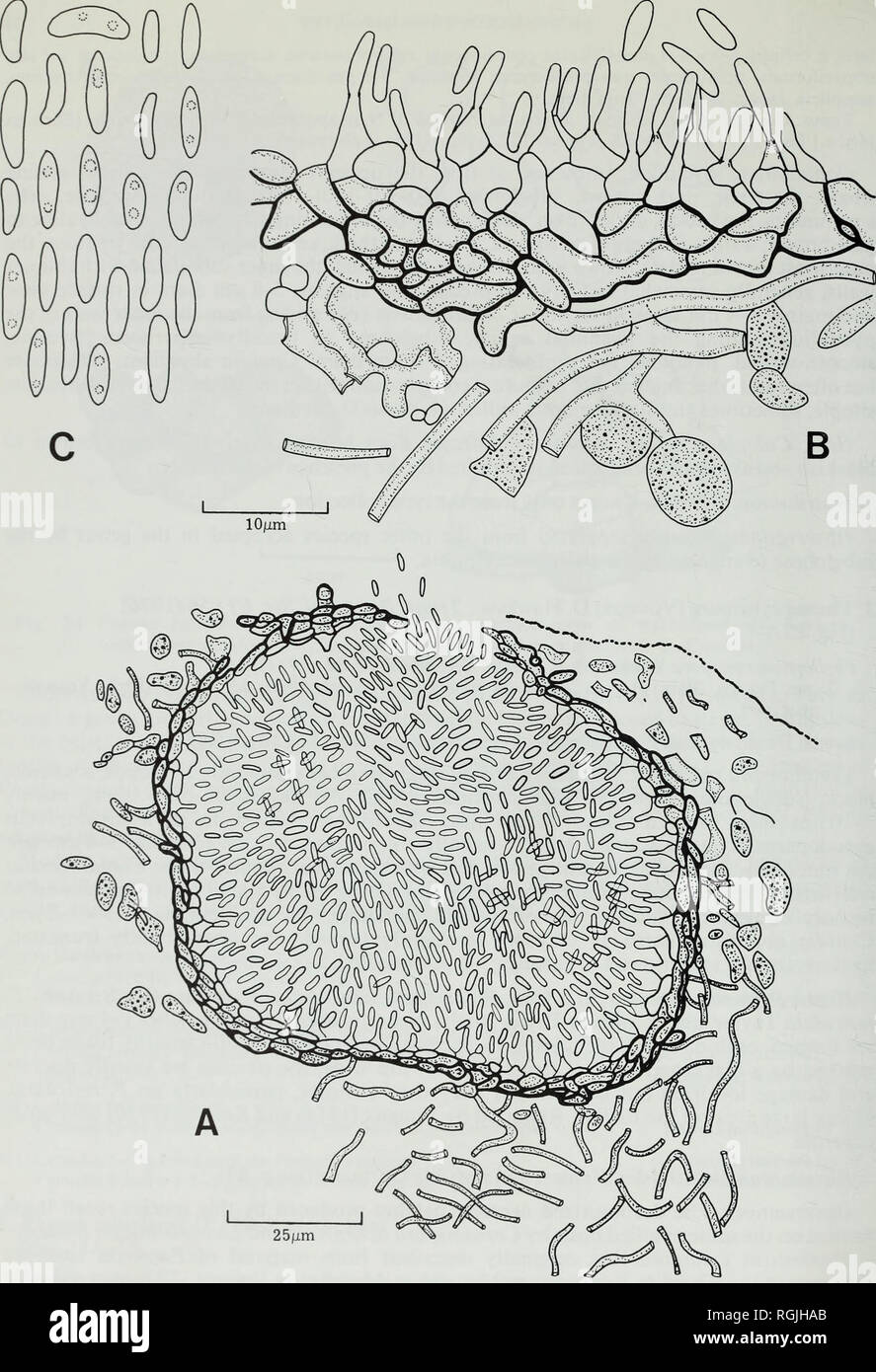 . Bulletin of the British Museum (Natural History). Botany; Botany. Fig. 25 Phoma cytospora (IMI 164975). A, Vertical section of pycnidium. B, Conidio- genous cells and pycnidial wall. C, Conidia. Reproduced from Hawksworth &amp; Punithalingam (1973:62).. Please note that these images are extracted from scanned page images that may have been digitally enhanced for readability - coloration and appearance of these illustrations may not perfectly resemble the original work.. British Museum (Natural History). London : The Museum Stock Photo