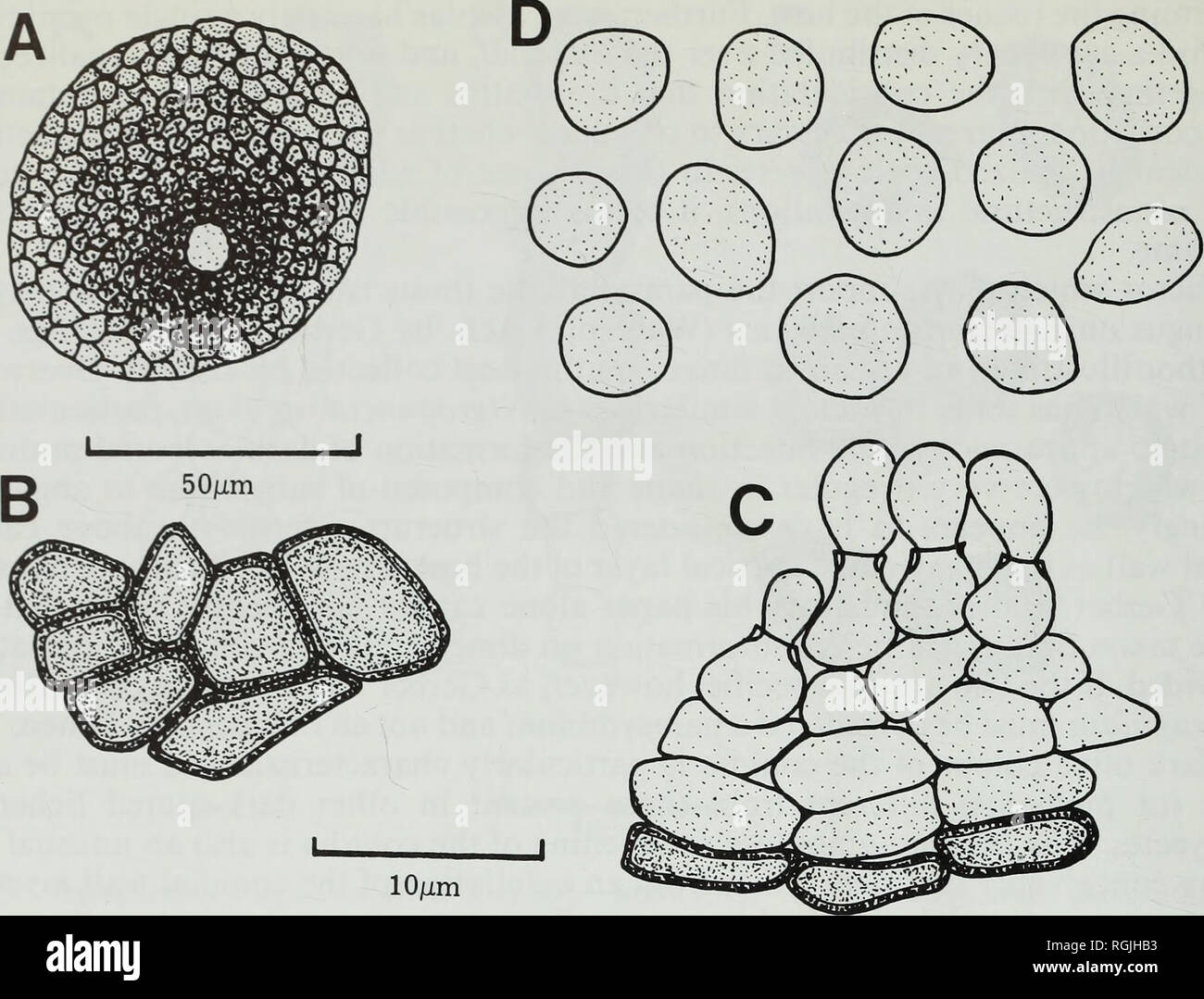 . Bulletin of the British Museum (Natural History). Botany; Botany. 50 D. L. HAWKSWORTH. Fig. 24 Phoma caloplacae (UPS—holotype). A, Surface view of pycnidium. B, Surface view of pycnidial wall. C, Conidiogenous cells and pycnidial wall. D, Conidia. Observations: Phoma-like fungi on lichens have often been placed in Phyllosticta Pers. ex Desm., a genus formerly adopted for similar fungi on leaves as opposed to stems, presumably in the belief that lichen thalli approximated more closely to 'leaves' than 'stems'. The type species of Phyllosticta, however, is in any case very different, conformin Stock Photo