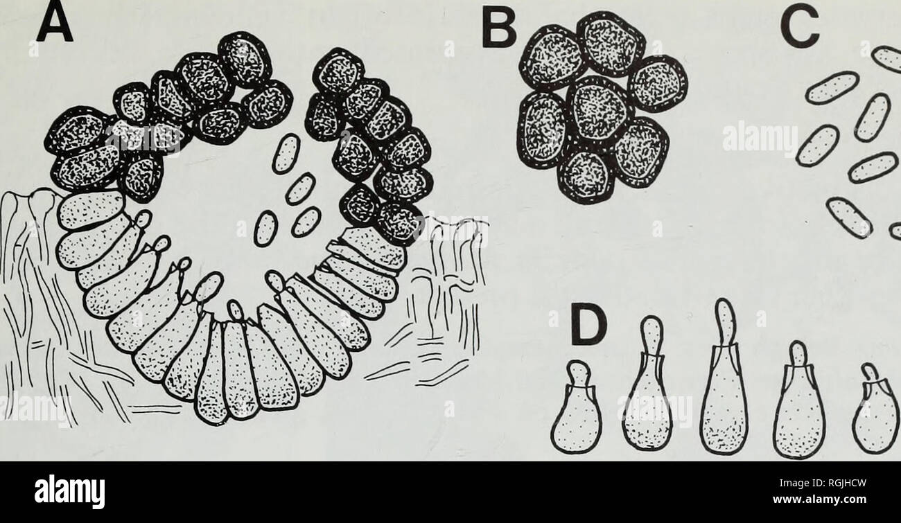. Bulletin of the British Museum (Natural History). Botany; Botany. LICHENICOLOUS COELOMYCETES 45. lOjLLm Fig. 21 Minutophoma chrysophthalmae (IMI 237276—holotype). A, Vertical section of pycnidium. B, Surface view of cells from the upper part of the pycnidium which easily separate. C, Conidia. D, Conidiogenous cells. elongated and also pigmented below, and the extremely small conidia. An additional feature might be the absence of a very deeply pigmented area around the ostiole, but this is not emphasized here because the whole of the exposed part of the pycnidium in M. chrysophthalmae might b Stock Photo