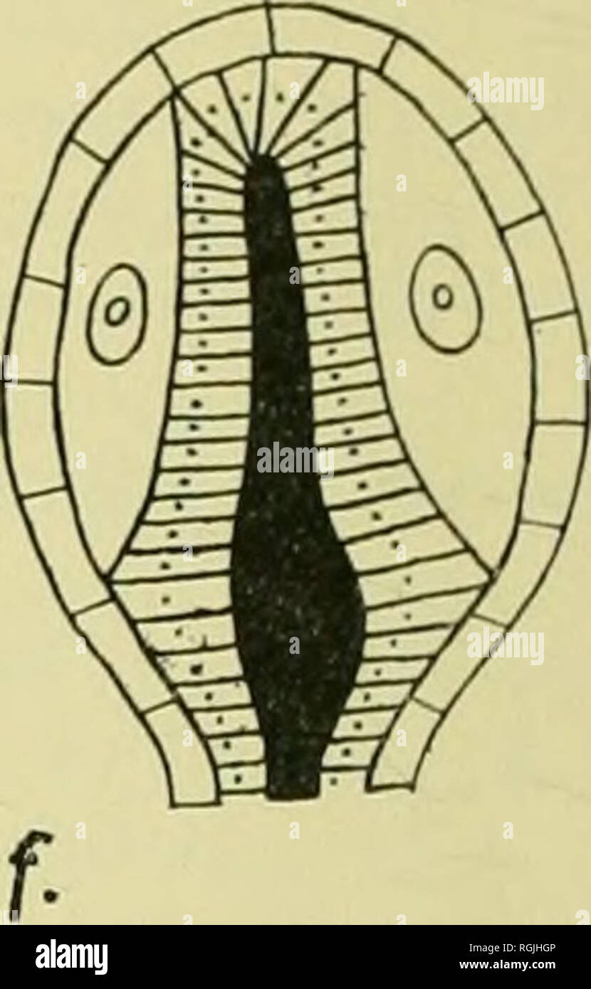. Bulletin of the British Museum (Natural History). . Fig. 46. Diagrammatic longitudinal section of the different stages in the reduction of the gonophore : a, medusa ; B, eumedusoid ; c and d, cryptoraedusoid ; e, hetero- medusoid ; F, styloid (redrawn from Kiihn, 1913). Table III.—Degree of Reduction of the Gonophores Corymorpha nutans M. Sars . Corymorpha glacialis G. O. Sars . Corymorpha groenlandica AUman Tubiilaria indivisa L. Tubularia larynx Ellis &amp; Solander Tubularia regalis Boeck Ectopleura dumortieri (van Beneden) Hybocodon prolifer L. Agassiz Medusa. X X X Eumedusoid. ? ? Crypt Stock Photo