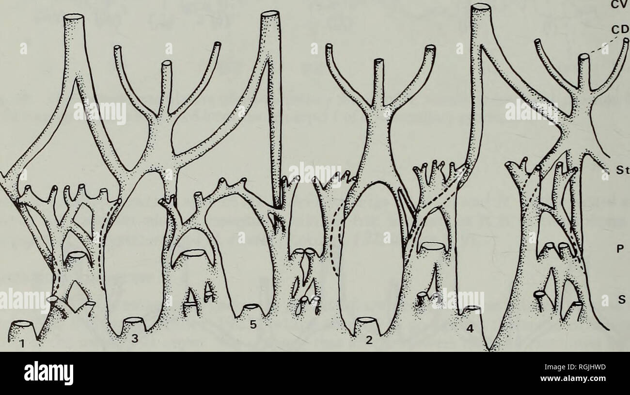. Bulletin of the British Museum (Natural History) Botany. . Fig. 42. Toral vasculature of//, prolificum (sect. 20): (a) half (lateral view) (x 28); (b) plan. Note the union of stamen-fascicle traces on either side of sepal 5. (/) Polyandrous species Keller (1925) described three sections of Hypericum as having polyandrous afasciculate androecia, viz. Campylopus, Myriandra and Brathys. Of these, sect. 11. Campylopus (i.e. H. cerastoides) was found to have five fascicles of stamens which varied from free to united 1+2 + 2; and, as the fascicles were all only slightly united at the base, they we Stock Photo