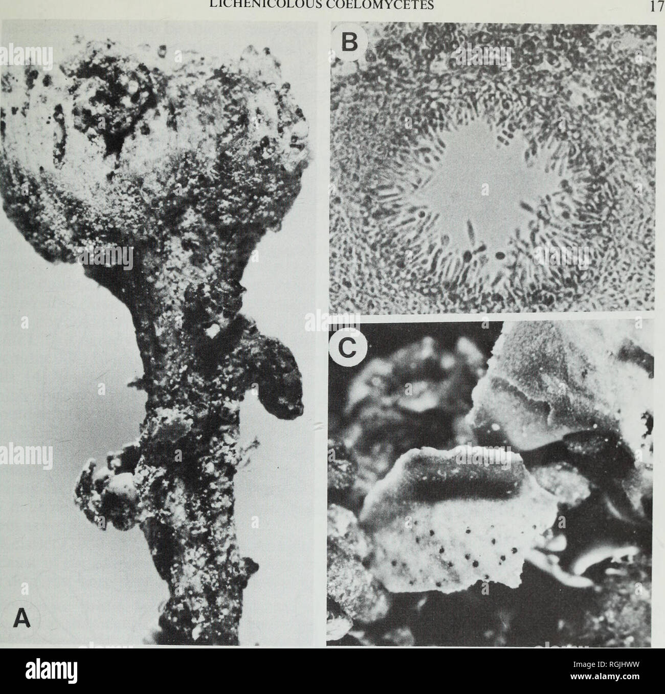 . Bulletin of the British Museum (Natural History). Botany; Botany. LICHENICOLOUS COELOMYCETES. Fig. 5A-B, Epicladonia sandstedei (IMI 240228); A, infected podetium with galls (x 125); B, vertical section of pycnidium (x 500). C, E. stenospora (Dobbeler 1827), infected squamule showing decolorization and pycnidia (x 20). appearing almost cellular in parts. Conidiophores absent or short-cylindrical, simple or sparsely branched at the base, hyaline, variable in length, to 25 jum tall, 3^//m wide. Conidiogenous cells holoblastic, arising directly from the pycnidial wall or integrated into the con Stock Photo