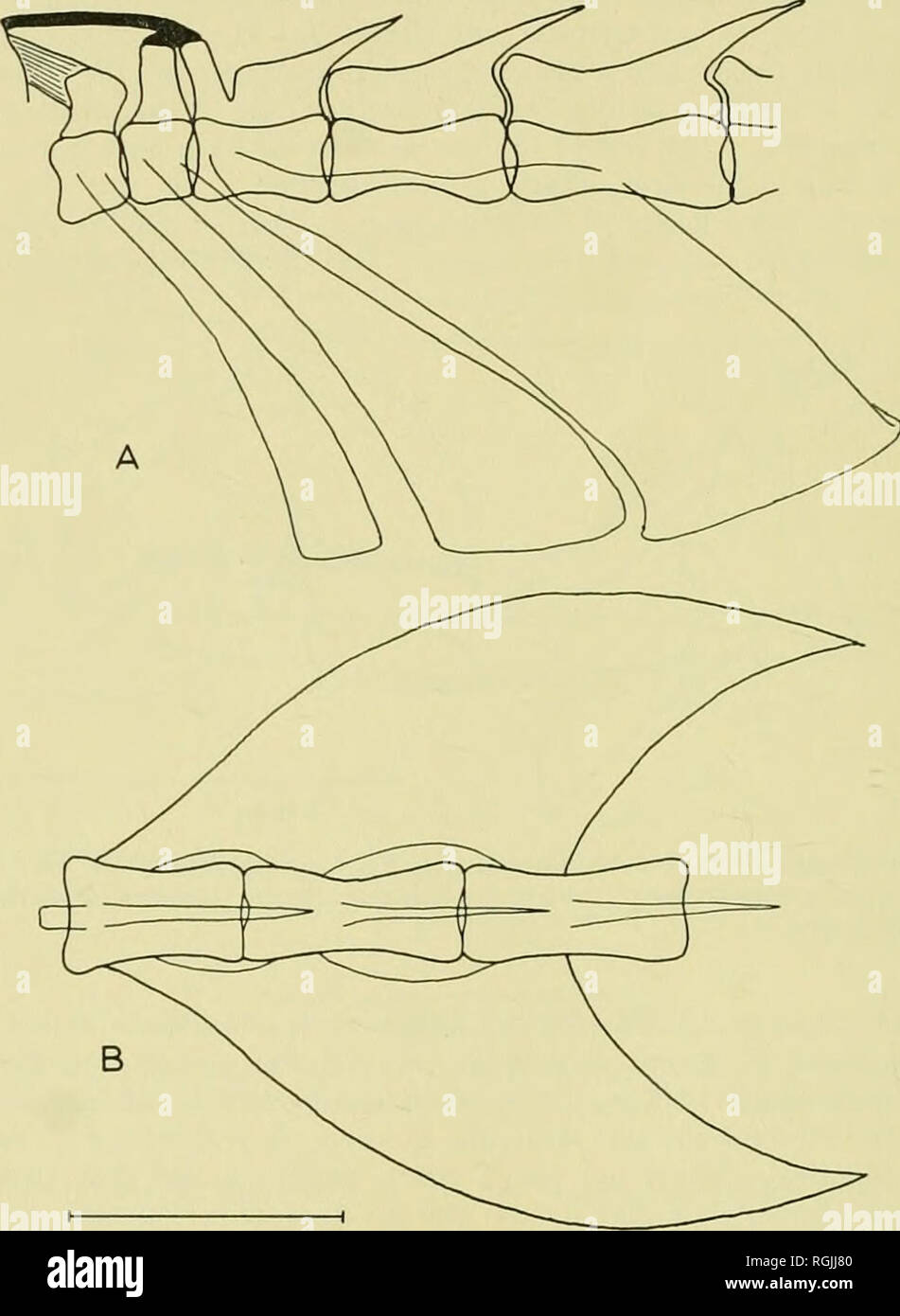 . Bulletin of the British Museum (Natural History). 258 SYSTEMATIC REVISION OF THE TELEOST FAMILY CARAPIDAE 0. gracilis and E. vermicularis differ from all other fierasfers in the slender, curved form of the lower jaw. The narrowest portion is at the tip, the proximal part is little expanded and the lateral ridge is little developed (Text-fig. 3c). Even in the adult the teeth are in a single row only and are widely separated from each other, the. 2 mm Fig. 5.—-VeTtehraeoiEncheliophis {Jordanictts)gracilis, a, Nos. 1-5, lateral aspect; B, nos. 3-5, dorsal aspect. {Camera lucida drawings from ra Stock Photo