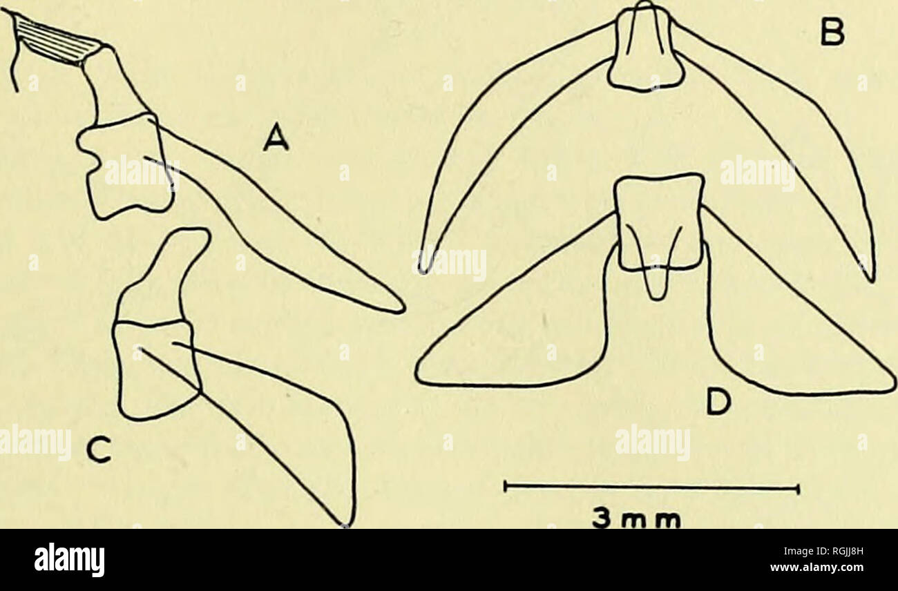 . Bulletin of the British Museum (Natural History). SYSTEMATIC REVISION OF THE TELEOST FAMILY CARAPIDAE 257 already considered. The third and fourth vertebrae, in contrast, are entirely separate from each other and show not the least sign of fusion of the transverse processes (Text-fig. 4). The edges of the lower jaw are flat and parallel, the proximal portion is small and at its tip the jaw first narrows, then expands again as a small knob (Text-fig. 3b). a lateral ridge runs from this knob, across the narrowed portion of the jaw and as far as the articulation with the skull. The dentition co Stock Photo