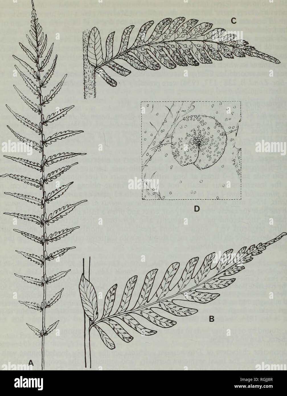 . Bulletin of the British Museum (Natural History) Botany. 22 W. A. SLEDGE. Fig. 4 A-Trigonospora angustifrons Sledge, frond (Sledge 1246, holotype), x05; B-T. calcarata (Blume) Holttum, pinna (Sledge 1042), x 2; C-T. glandulosa Sledge, pinna {Sledge 808, holotype), x 2; D-part of under surface of C, showing subsessile glands on lamina surface and indusium, x 30. considerably larger and more variable. The average length of the pinnae is twice that of Javan plants. Though such plants appear to be different they display all the essential characters which distinguish T. calcarata from other speci Stock Photo