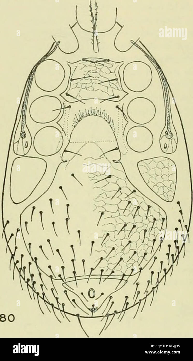 . Bulletin of the British Museum (Natural History). 48 MITES ASSOCIATED WITH RODENTS IN ISRAEL Etilaelaps stabularis (Koch) Gamasus stabularis C. L. Koch, 1836. Hypoaspis stabularis, G. &amp;. R. Canestrini, 1882. Laelaps oribatoides Michael, 1892. Laelaps stabularis Berlese, 1903. Eulaelaps stabularis, Hirst, 1914. Eulaelaps arcualis Tragardh, 1912. Eulaelaps oudemansi Turk, 1944.. Please note that these images are extracted from scanned page images that may have been digitally enhanced for readability - coloration and appearance of these illustrations may not perfectly resemble the original  Stock Photo