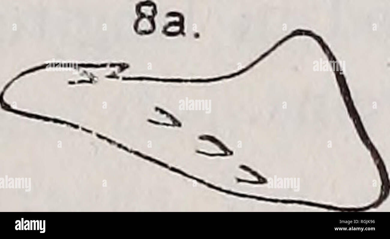 . Bulletin of entomological research. Entomology. ON SOME AFRICAN DELPHACIDAE. 143 2. M. kolophon (Kirk.) (fig. 6). Fork at the apex of the genital styles much larger; no black mark at the apex of clavus ; aedeagus slightly smaller, with smaller spines. 3. M. nigeriensis, var. nov. (figs 7 a, 7 b). Fork at apex of genital styles wider and the emargination between them shallower ; a dark mark at the apex of clavus. These forms come near to Kelisia Jcirkaldyi, Muir, and Kelisia fieberi, Muir, and eventually will be placed together in the same genus. Until I can revise these genera I prefer to le Stock Photo