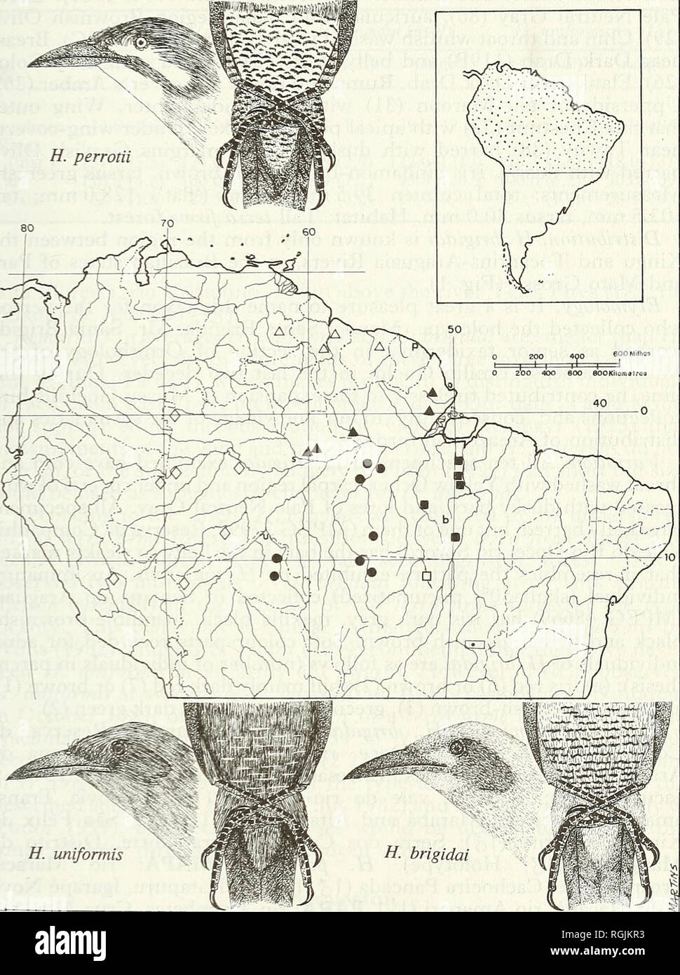 . Bulletin of the British Ornithologists' Club. Birds. jf. M. Cardoso da Silva et al. 201 Bull. B.O.C. 1995 115(4). H. uniformis Figure 1. Distribution of the four species of Hylexetastes in South America, with sketches of H. perrotii, H. brigidai and H. uniformis. Triangles, H. perrotii; squares, H. brigidai; circles, H. uniformis; rhombuses, H. stresemanni. Closed symbols indicate localities of specimens examined, open symbols records from the literature. Type localities are indicated as follows: p, H. perrotii; b, H. brigidai; u, H. uniformis; s, H. stresemanni.. Please note that these imag Stock Photo