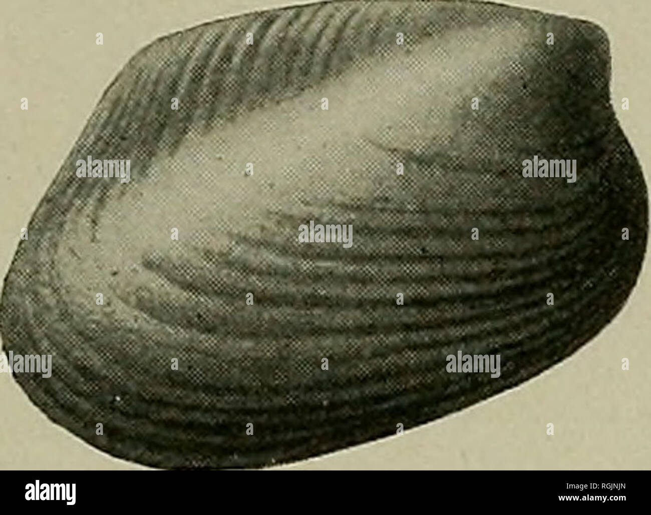 . Bulletin - New York State Museum. Science. SOME NEW DEVONIC FOSSILS 229 Cypricardinia magna nov. or cf. crenistriata Sandberger See Sandberger. Verstein. d. rhein. Schichtensystems. 1850-56. p. 263, pi. 28, fig. 5 Beushausen. Lamellibr. d. rhein. Devon. 1895. p. 178, pi. 16, fig. 9-13 Shell large for this genus, somewhat variable in outline but usually obliquely rhomboidal with very strong umbonal ridge, an- terior beaks, very decided postumbonal slope which is deeply in- curved, narrow anterior extremity widening backward. Hinge somewhat curved, shell extended behind, lower margin slightly  Stock Photo