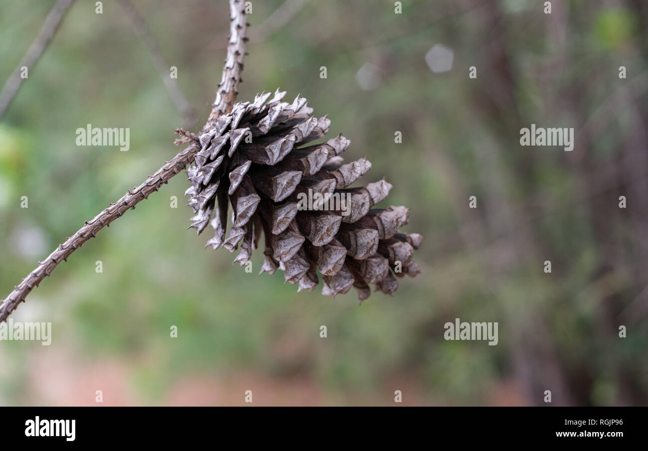 A bokeh photo of a single pine cone haning on a tree branch. Stock Photo